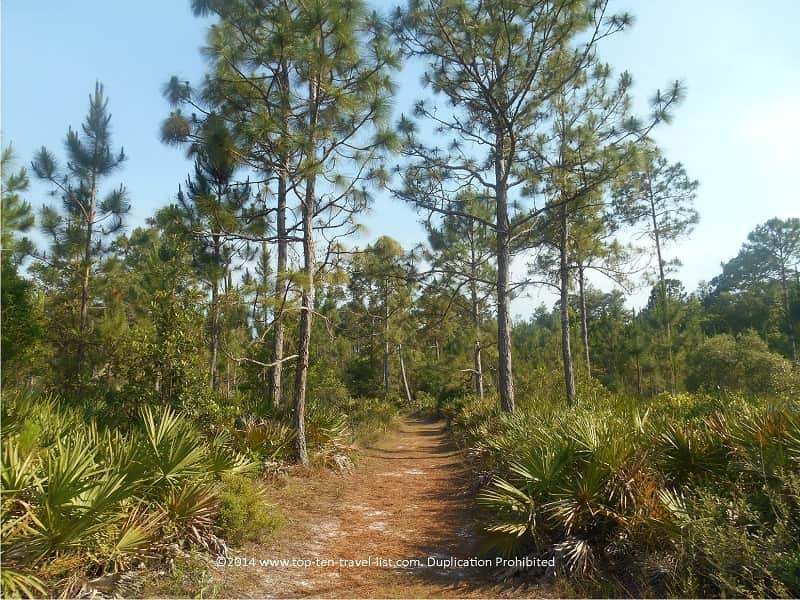 Pretty trees on the Brooker Creek Preserve nature trail