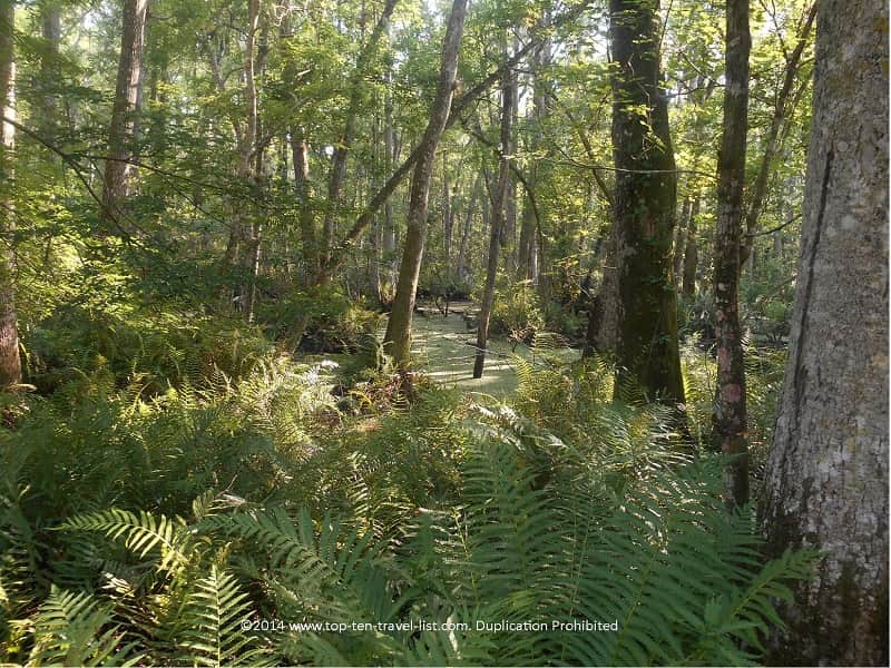 Beautiful trees at Brooker Creek Preserve in Tarpon Springs, Florida