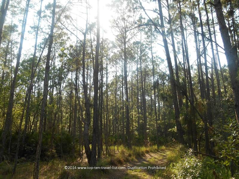 Pine forests at Brooker Creek Preserve in Tarpon Springs, Florida
