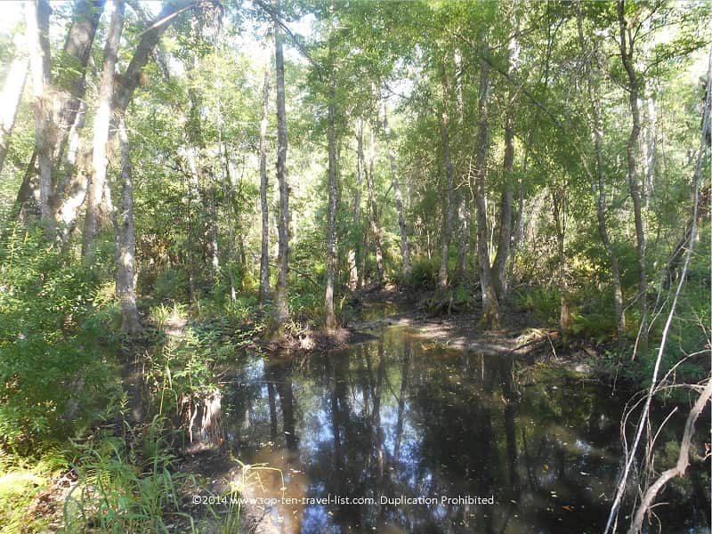 Bottomland swamp at Brooker Creek Preserve in Tarpon Springs, Florida