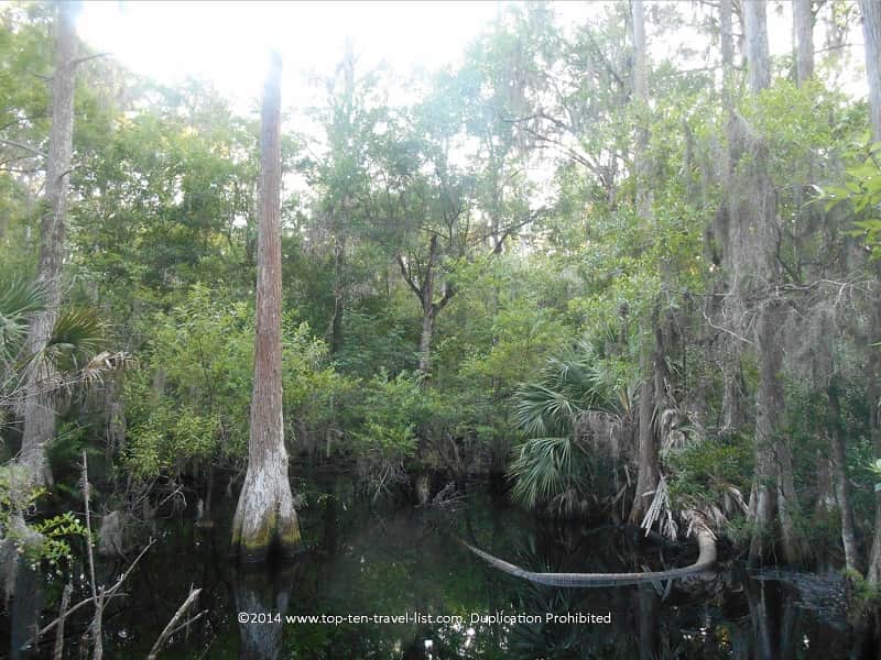 Cypress swamp at John Chestnut