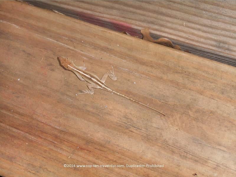 Lizards around Florida