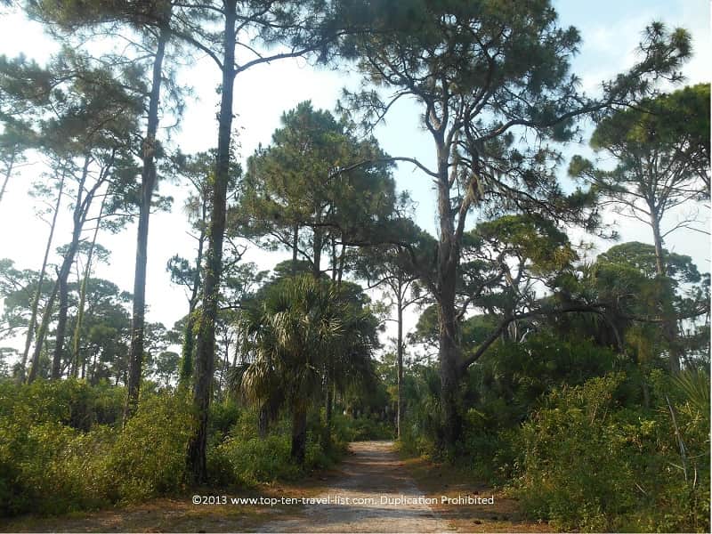 Pines along the Osprey trail at Honeymoon Island