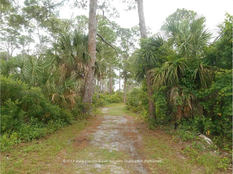 Osprey trail at Honeymoon Island State park