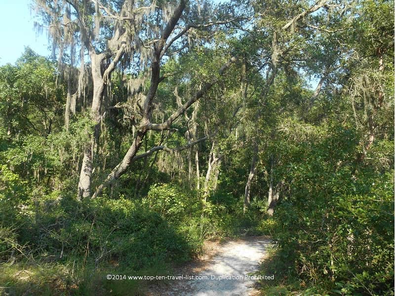 Beautiful Spanish moss tree on the Brooker Creek Preserve nature trail