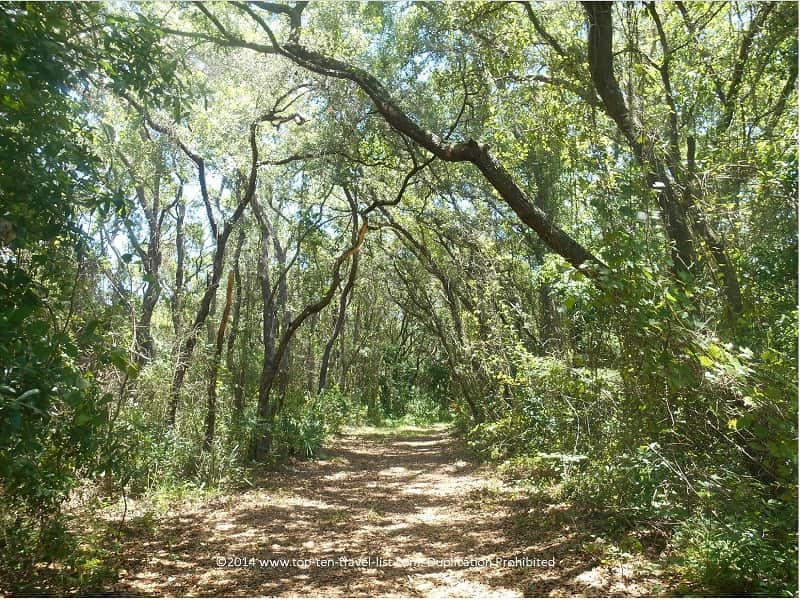 Tree lined nature trail at James E Grey Preserve in New Port Richey, FL