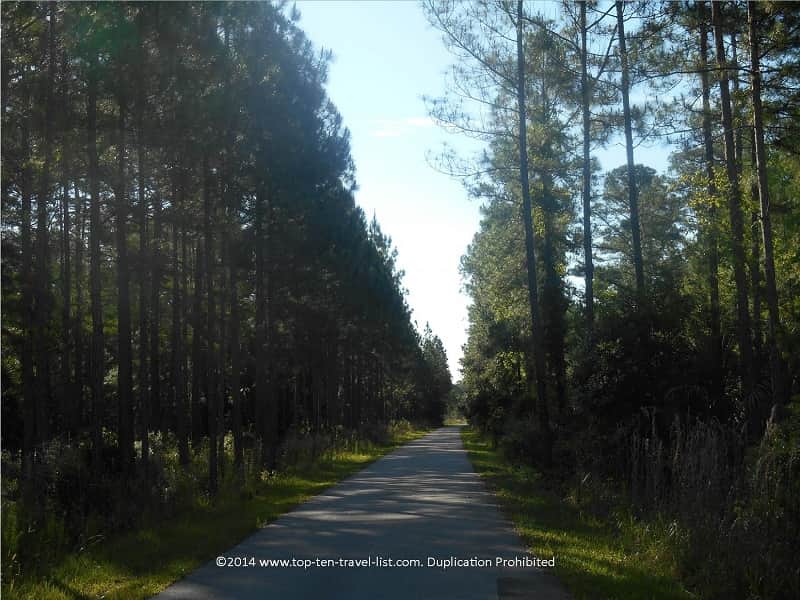 Tall pines on the Jay B. Starkey bike trail