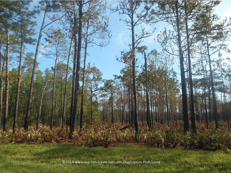 Pines on the Jay B. Starkey bike ride