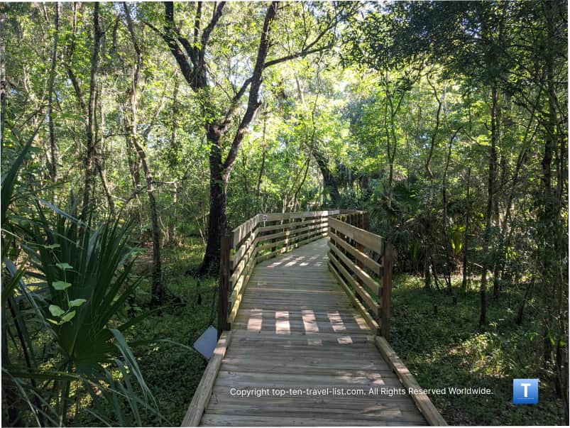 Lettuce Lake boardwalk path