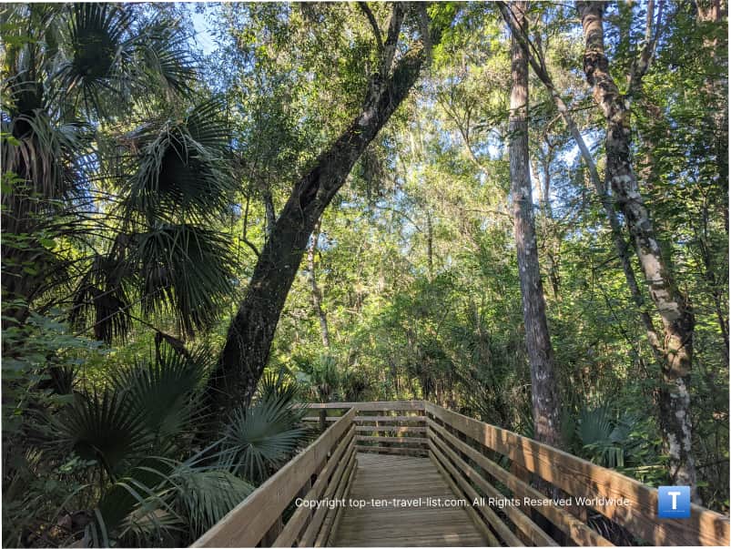 Tree-lined boardwalk at Lettuce Lake Park in Tampa