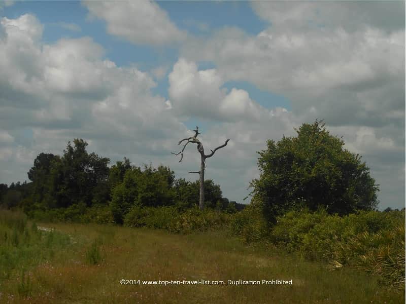 Conner Preserve in Land O'Lakes, Florida 