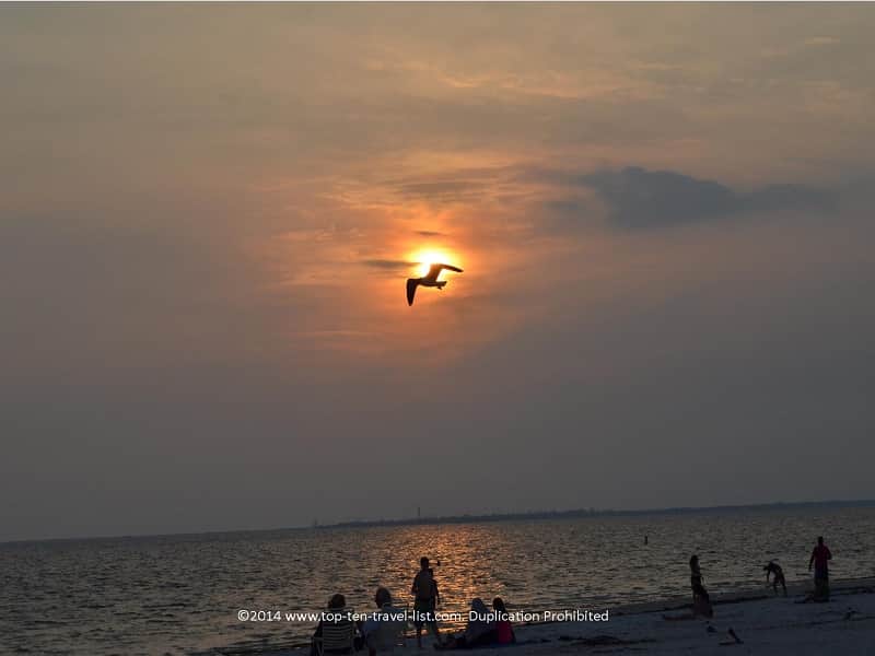 Bird flying over the sunset at Fred Howard Park 
