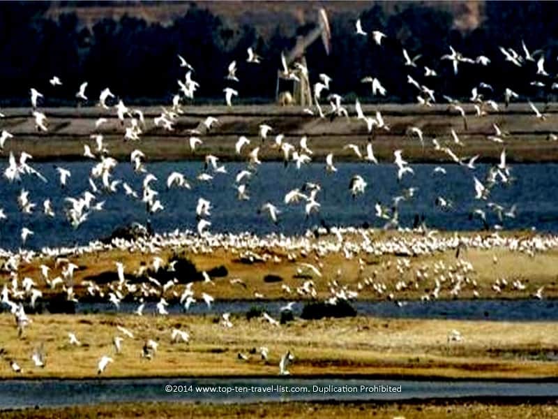 Bolsa Chica Ecological Reserve in Huntington Beach, California 