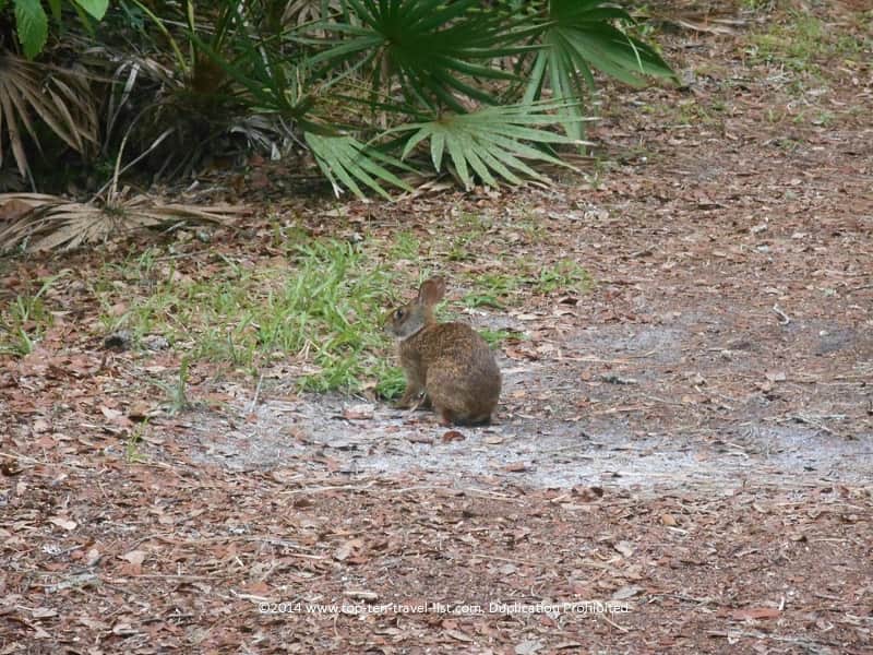 Bunny on a nature trail at Lettuce Lake Park
