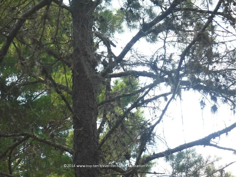 Woodpecker at Jay B. starkey