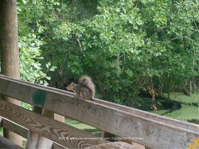 Squirrel at Lettuce Lake Park