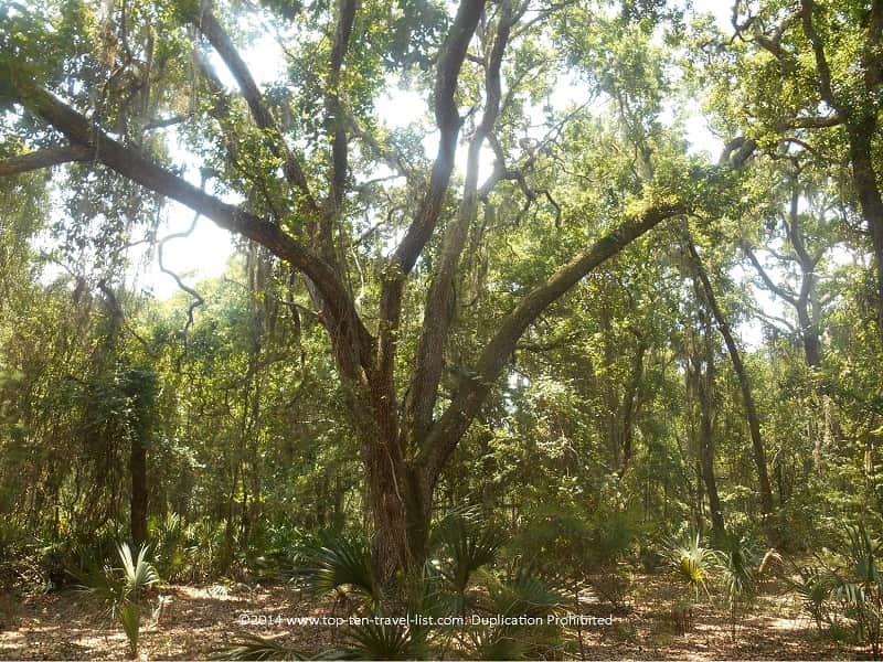Tree at Jay B. Starkey Park 