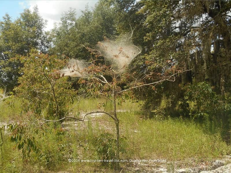 Huge spider webs on the trees at Conner Preserve in Land O'Lakes, Florida 