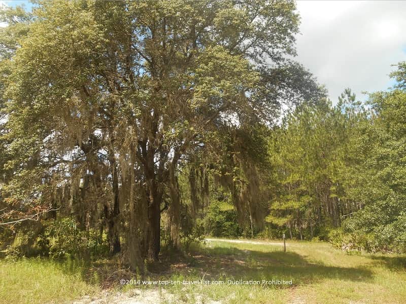 Trail at Conner Preserve in Land O'Lakes, Florida 