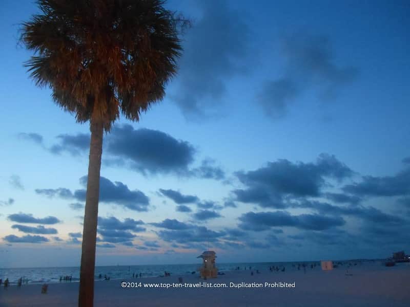 Palm tree at Clearwater Beach in Florida