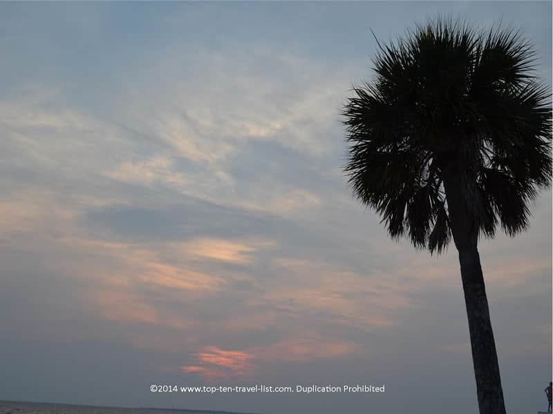 Palm tree on Fred Howard Beach