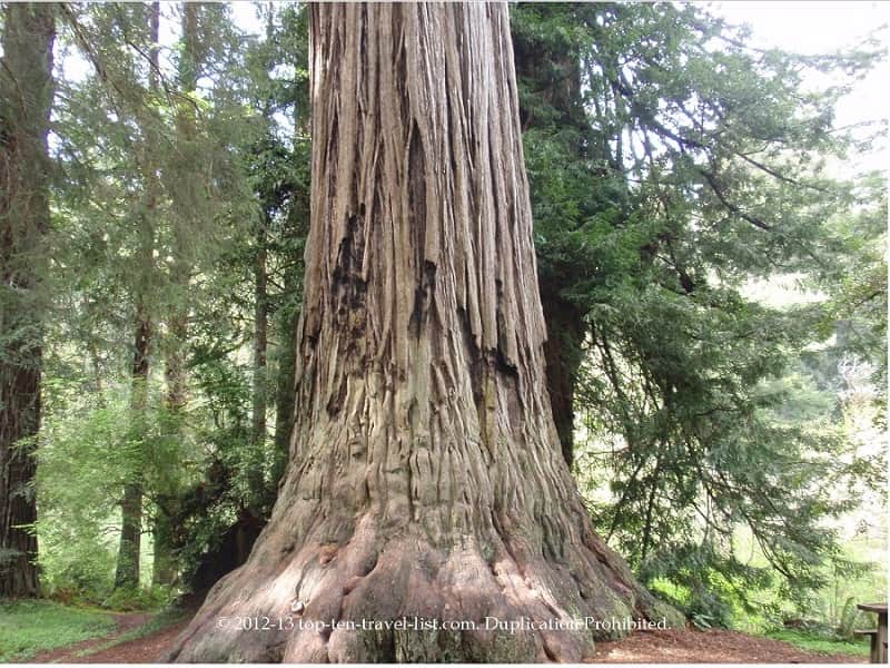 Redwood National Forest in Northern California