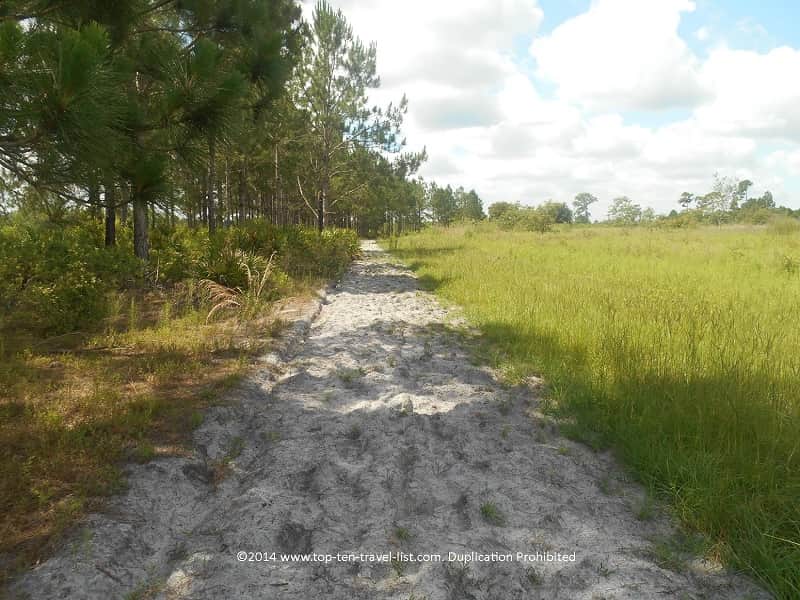 Sandy trail at Conner Preserve in Land O'Lakes, Florida 