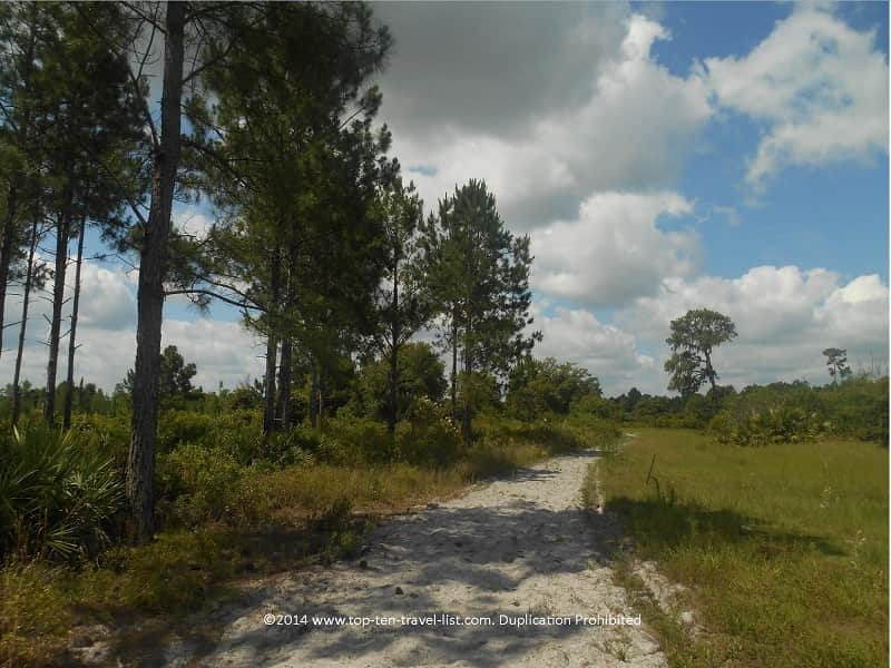 Sandy trail at Conner Preserve in Land O'Lakes, Florida 