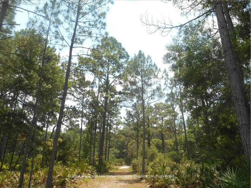 Pine flatwoods at Jay B. Starkey Park 