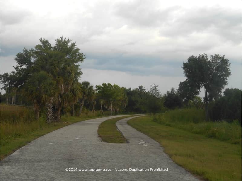 Trees along the Pinellas trail