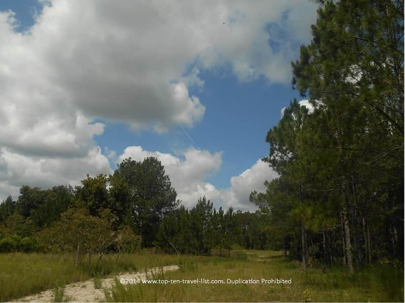 Walking through the trails at Conner Preserve in Land O'Lakes, Florida 