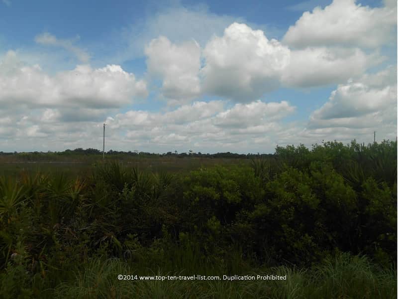 Trail view at Conner Preserve in Land O'Lakes, Florida 
