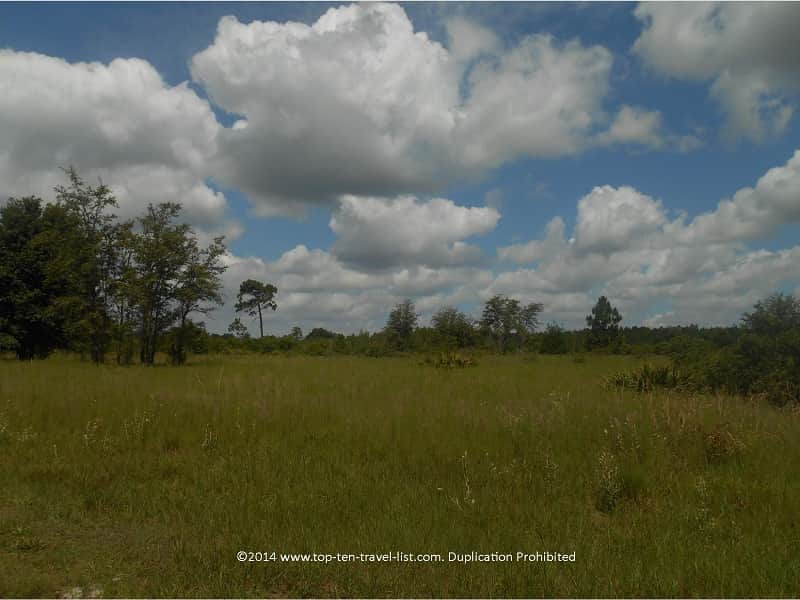 Nature views along the trails at Conner Preserve in Land O'Lakes, Florida 