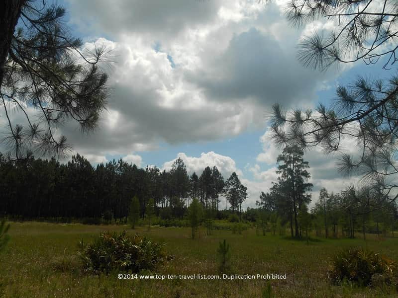 Forested views along the trails at Conner Preserve in Land O'Lakes, Florida 