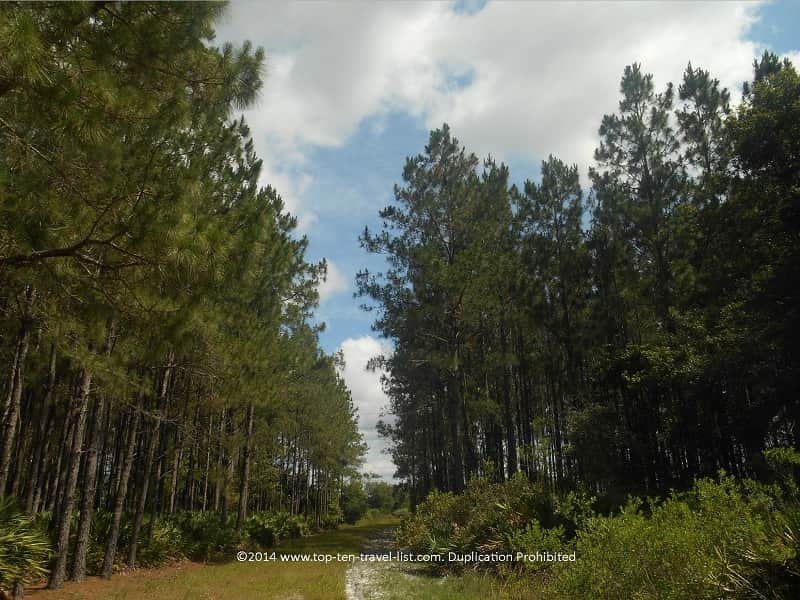 Forested views along the trails at Conner Preserve in Land O'Lakes, Florida 
