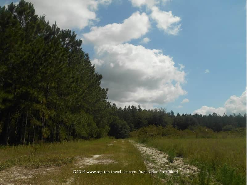 Forest views along the trails at Conner Preserve in Land O'Lakes, Florida 
