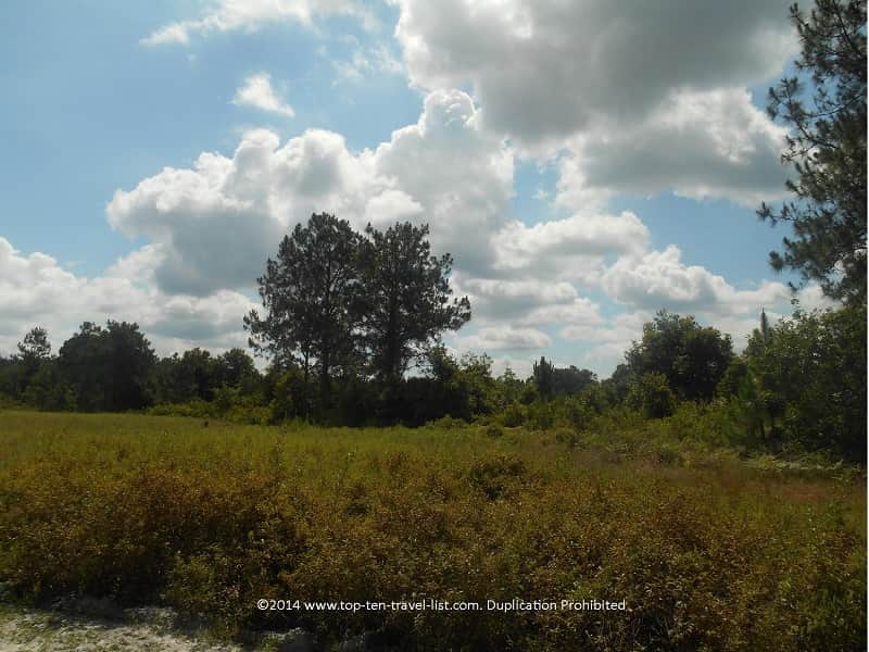 Trail views at Conner Preserve in Land O'Lakes, Florida 