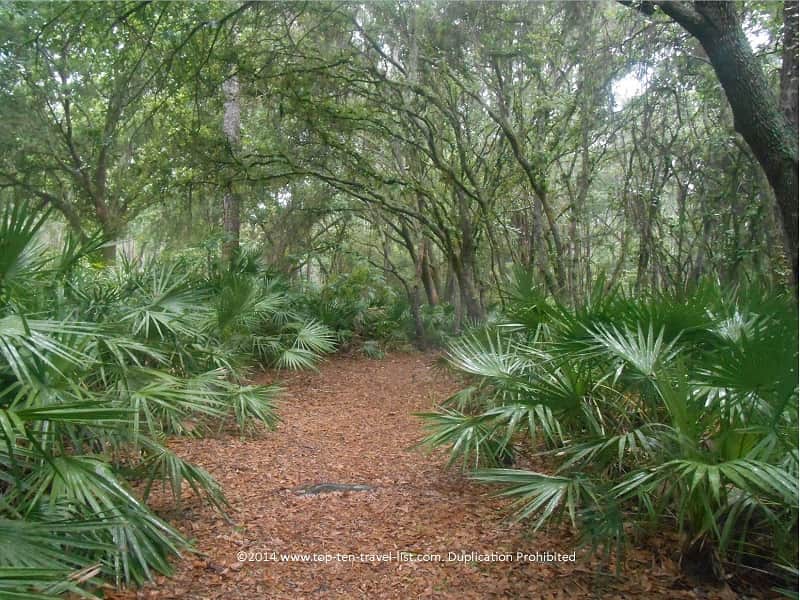Nature trail at Lettuce Lake Park