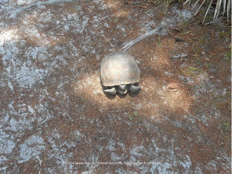Gopher tortoise in New Port Richey