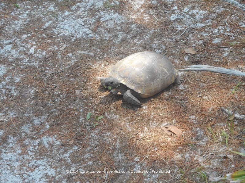 Gopher tortoise at Jay B. Starkey Park