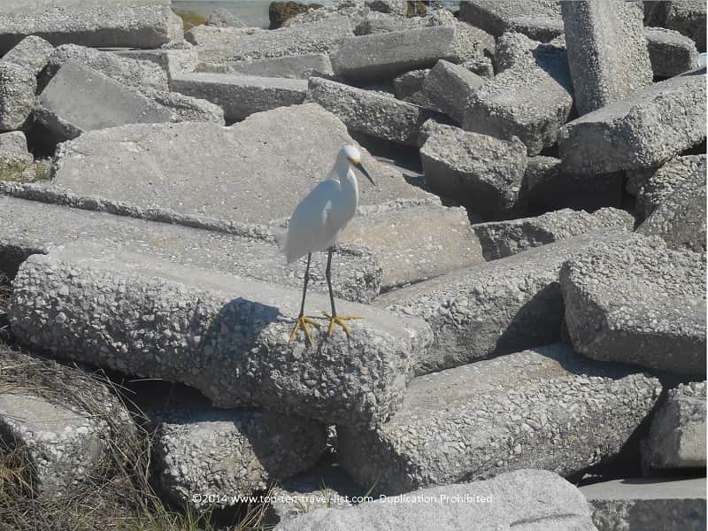 Snowy Egret at Pass-A-Grille Beach in St. Petersburg