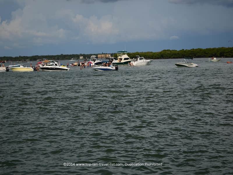 Sandbar party and 2 dolphin fins - Madeira Beach, Florida 