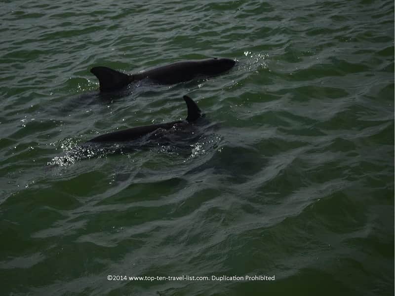 Up close views of 2 dolphins on a cruise in Madeira Beach, Florida 
