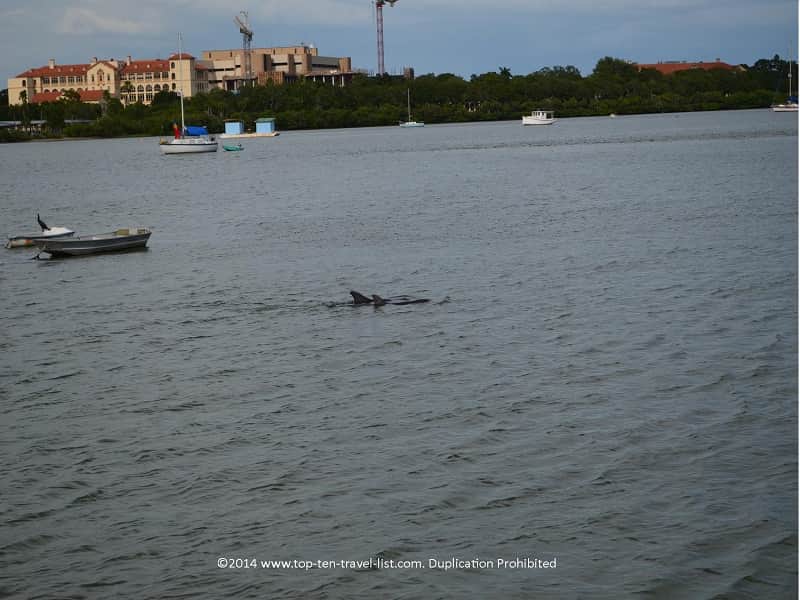 2 dolphins in Madeira Beach