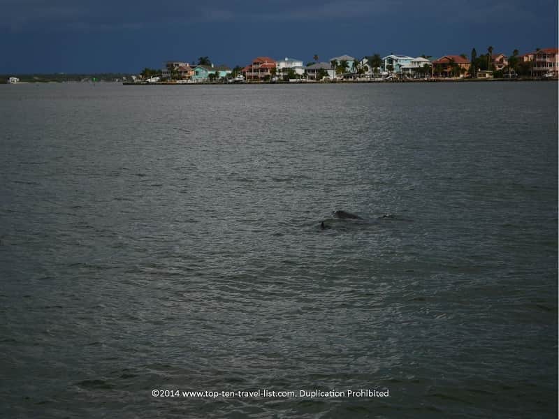 3 dolphins spotted in Madeira Beach, Florida 