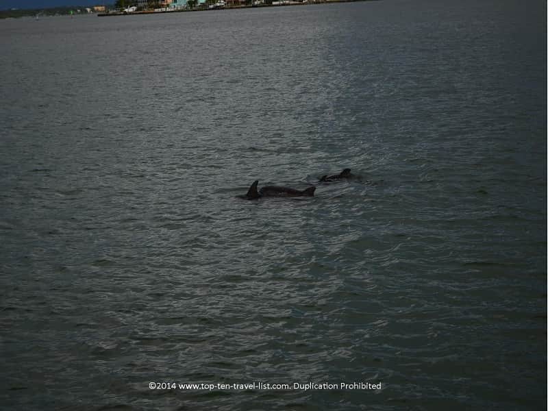 Group of 3 dolphins in Madeira Beach