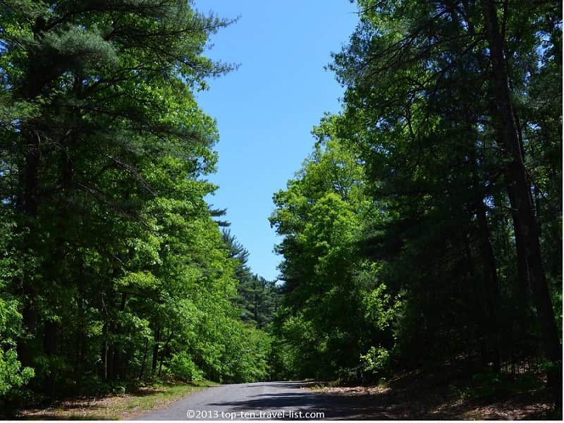 Scenic forest views at Massasoit State Park
