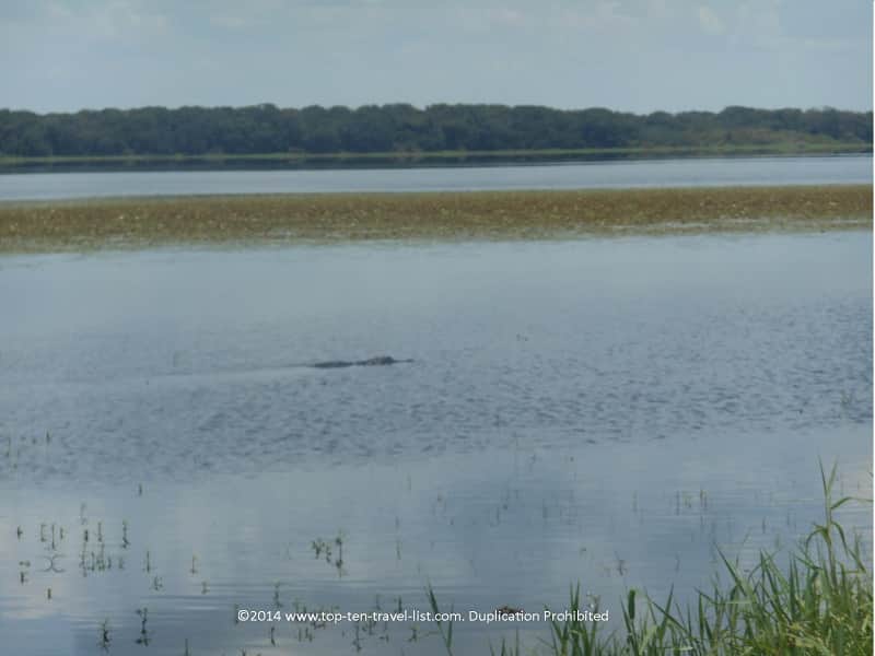 Alligator swimming in Florida's Upper Myakka Lake
