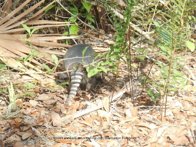 Armadillo hiding at Weedon Island Preserve