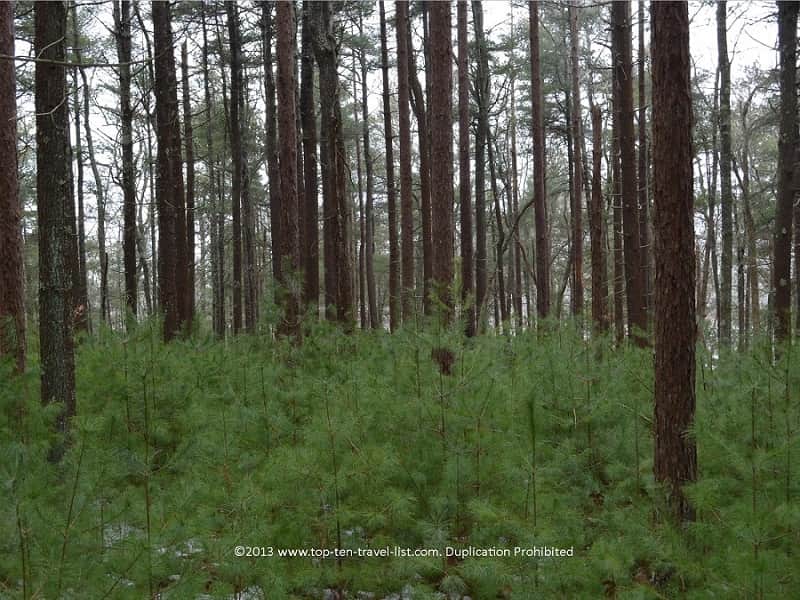 Baby pines at Great Neck Wildlife Refuge in Massachusetts